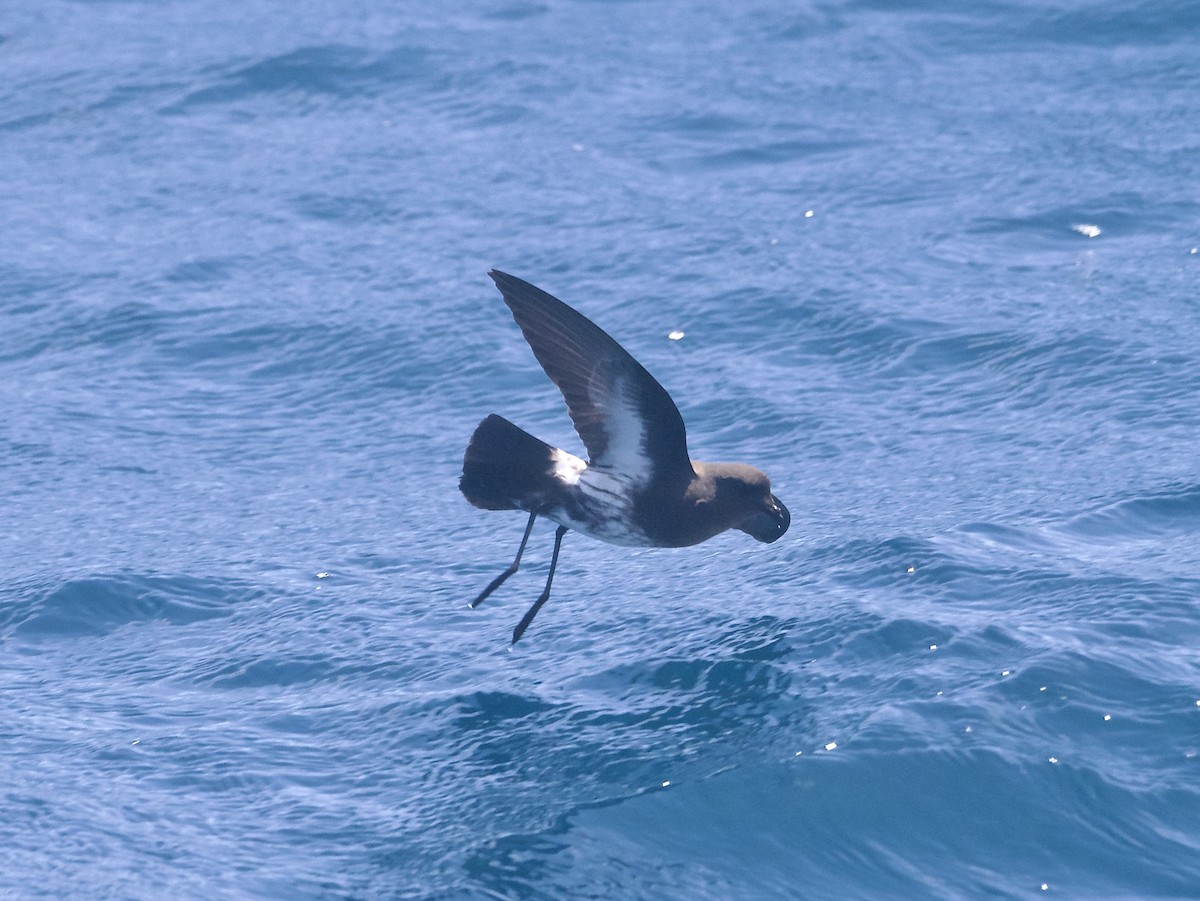 New Zealand Storm-Petrel - ML644761111