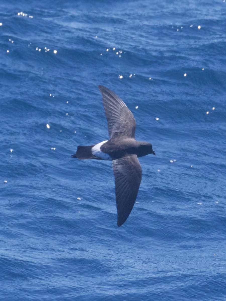 New Zealand Storm-Petrel - ML644761113