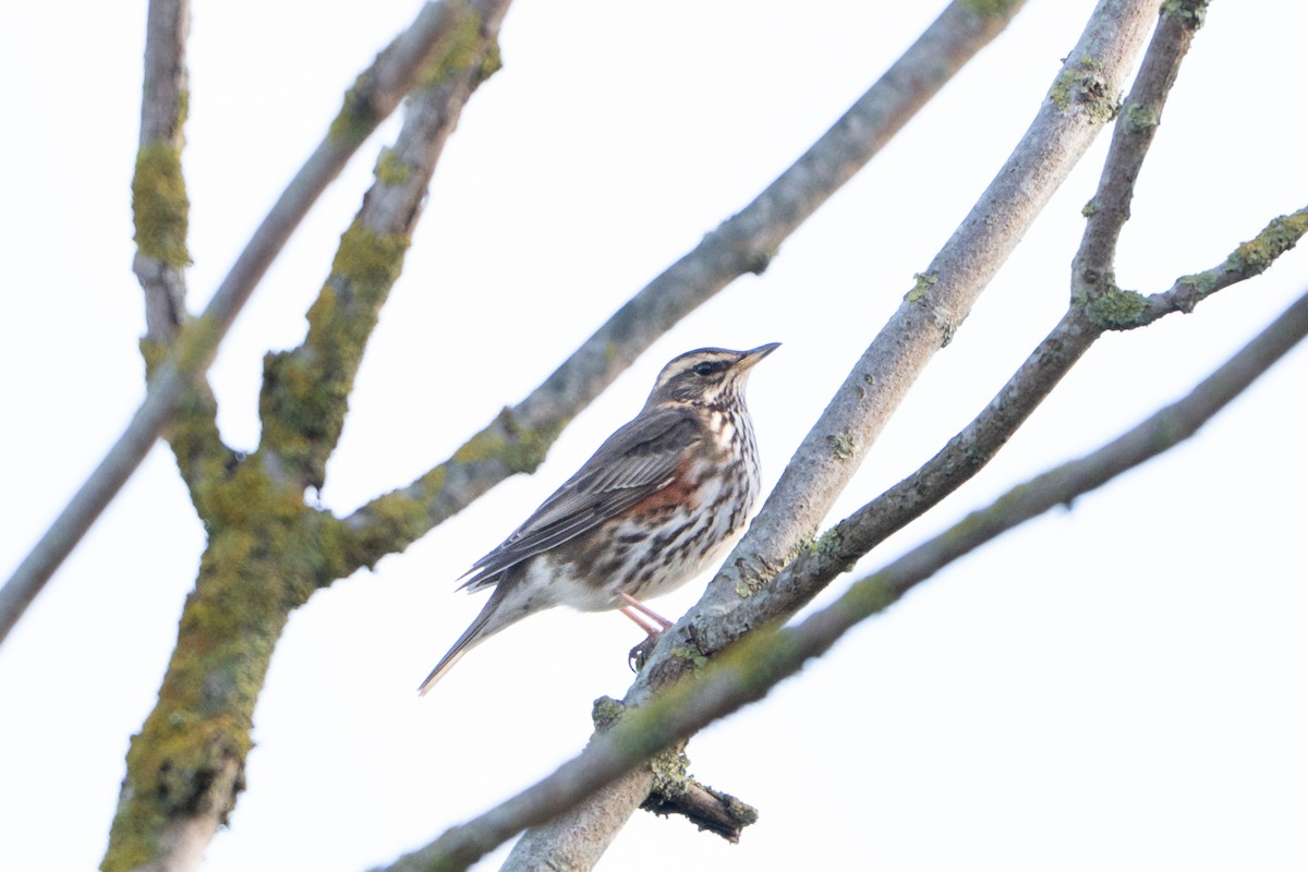 Redwing - ML644761125