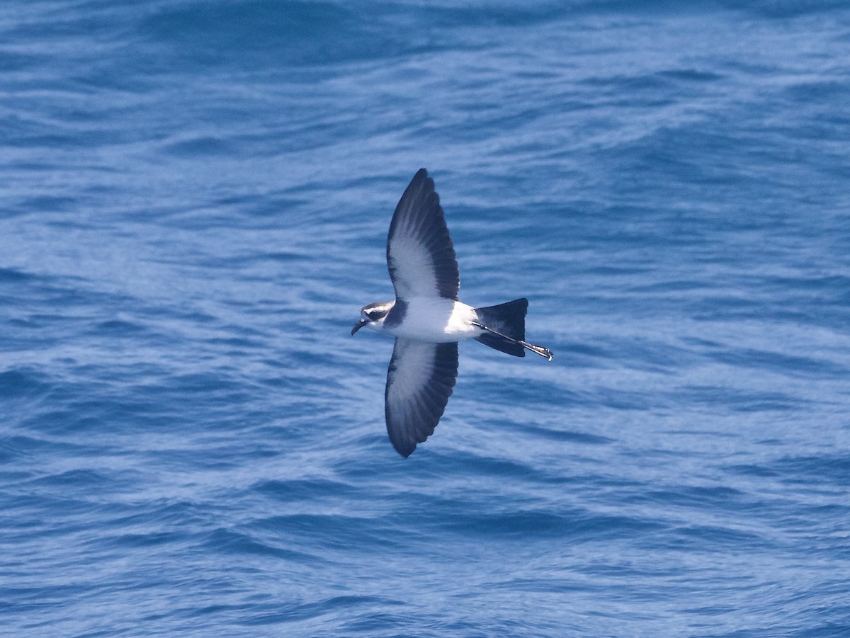 White-faced Storm-Petrel - ML644761126