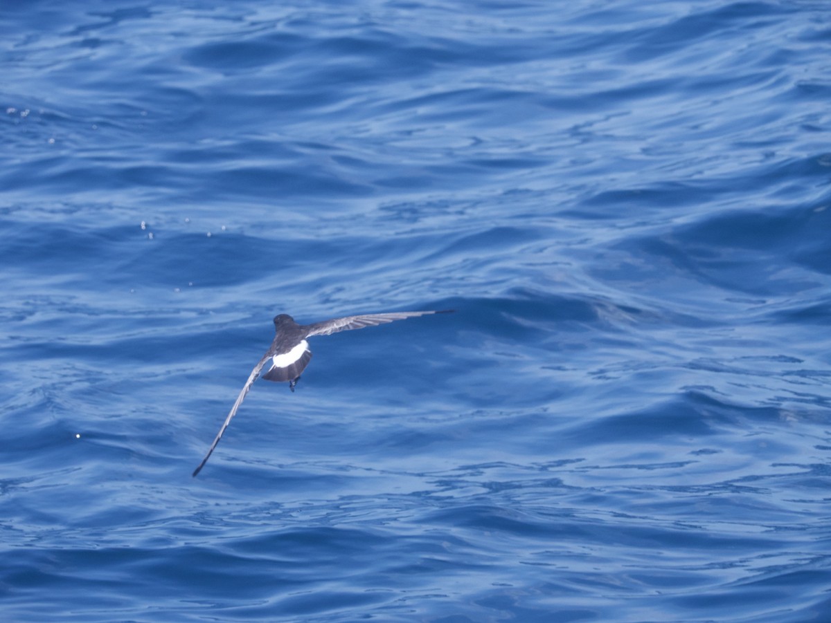 Wilson's Storm-Petrel - ML644761129
