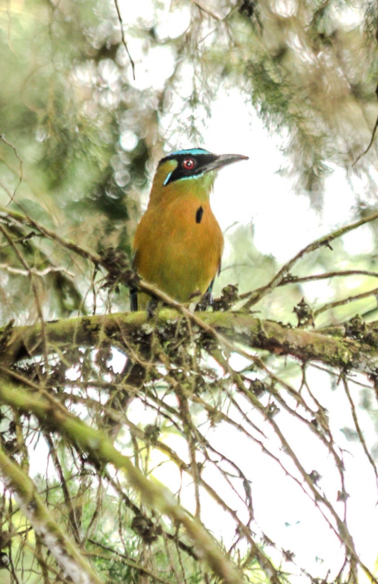 Lesson's Motmot - ML644761130