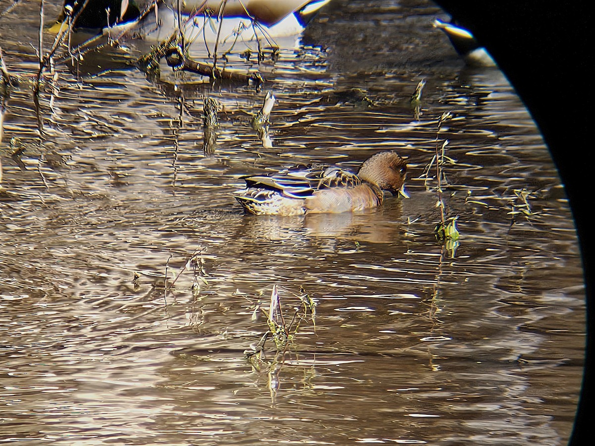 赤頸鴨 - ML644761132