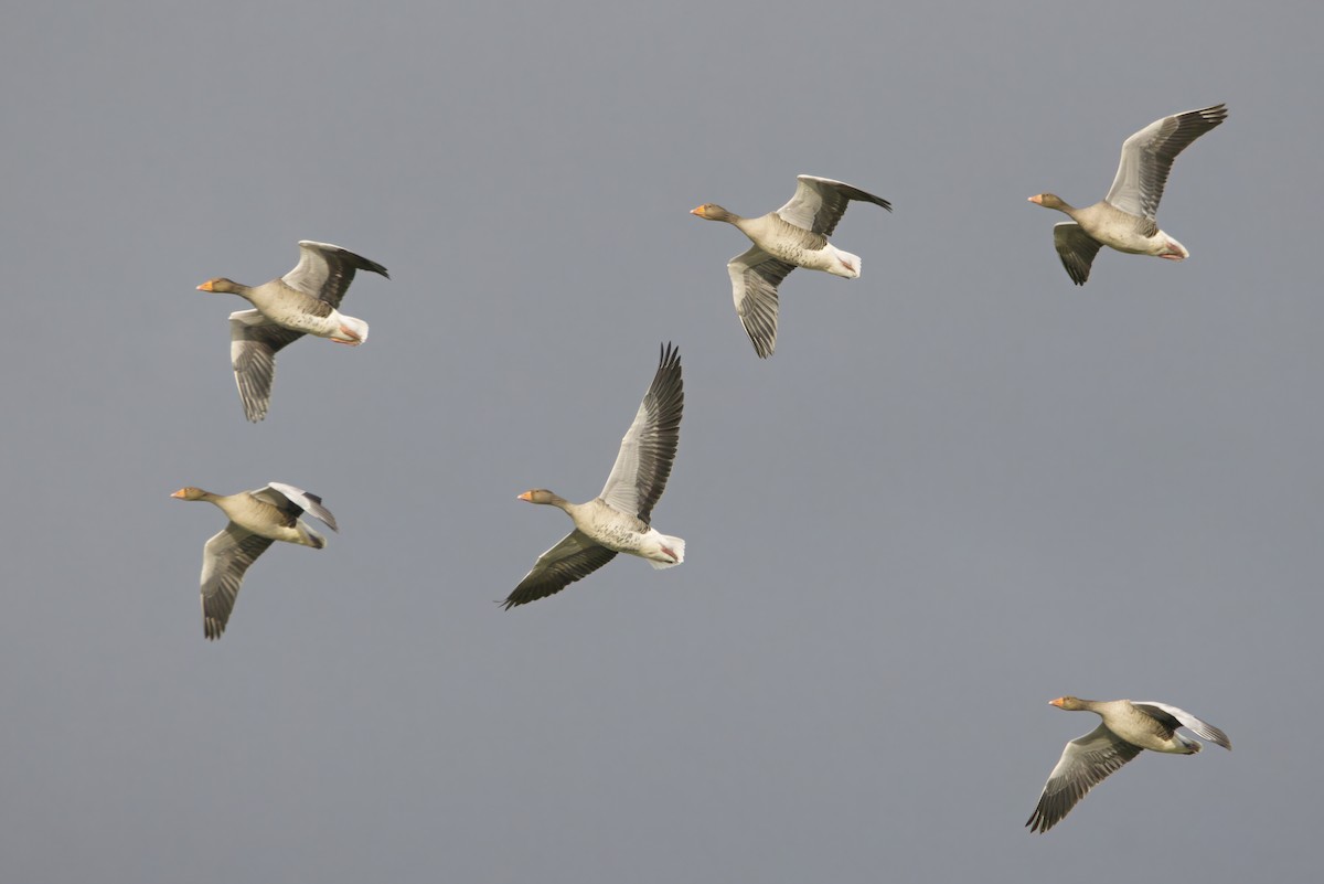 Graylag Goose - ML644761142