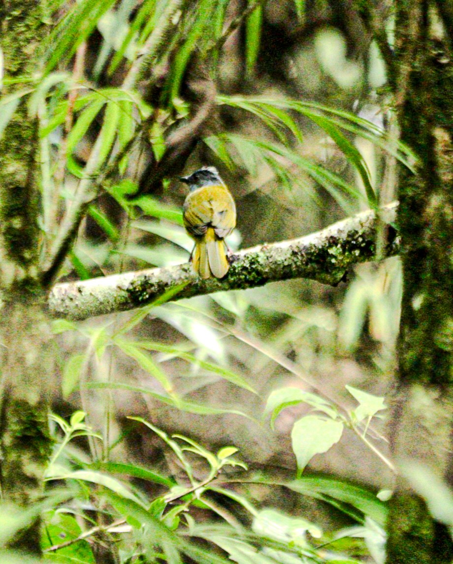 Танагра сіроголова - ML644761151