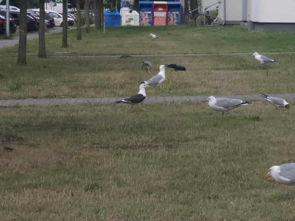 Мартин чорнокрилий - ML644761159