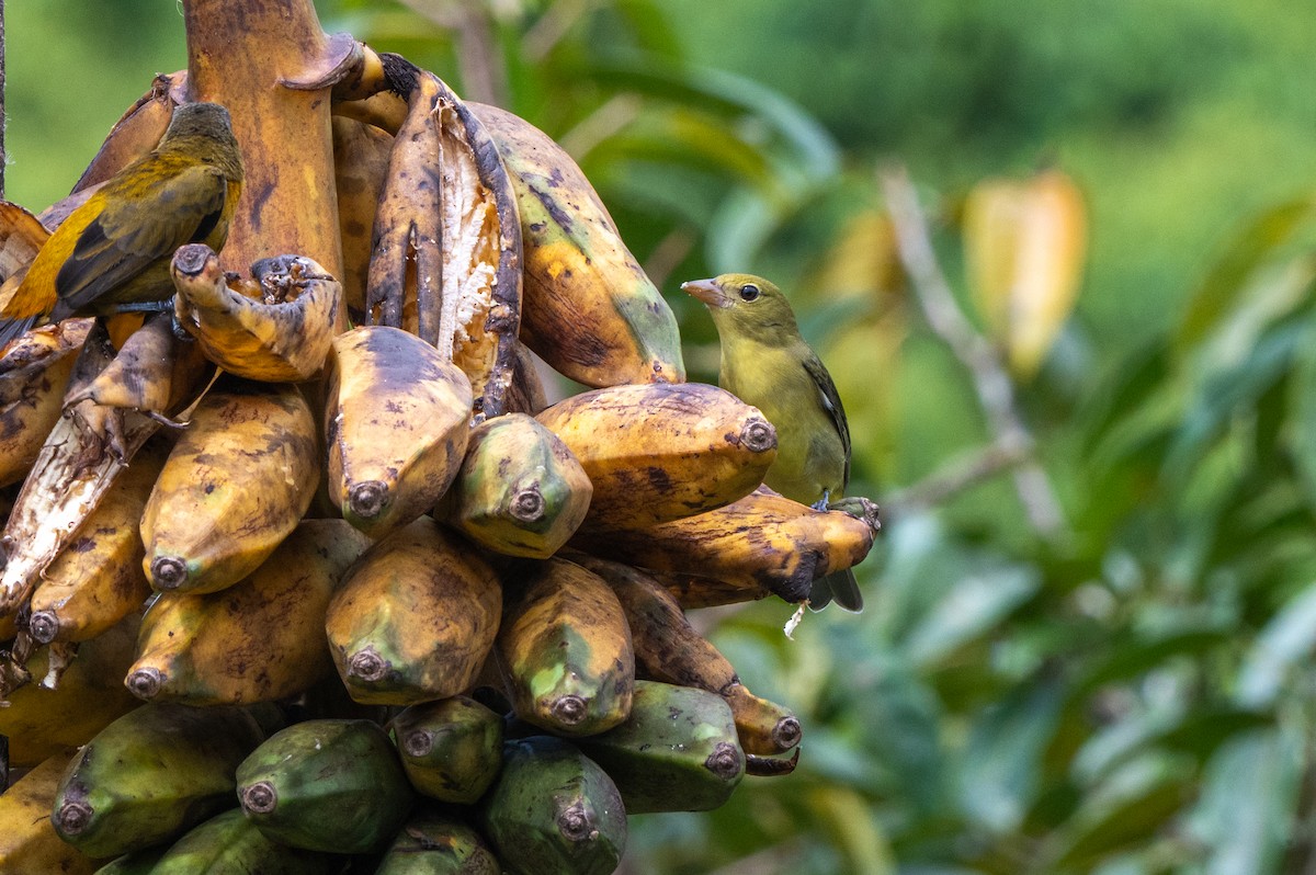 Піранга кармінова - ML644761160