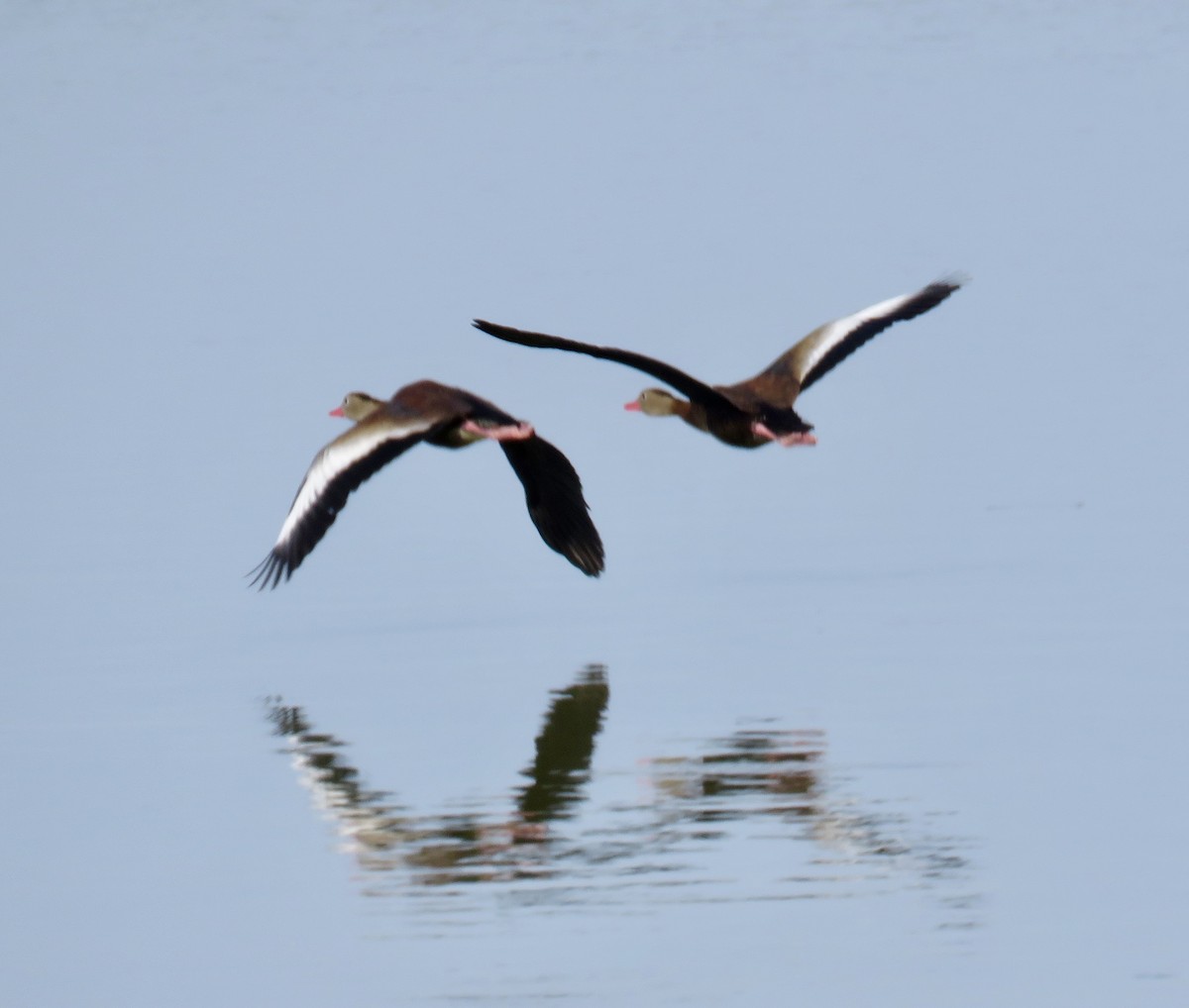 Свистач червонодзьобий - ML644761161