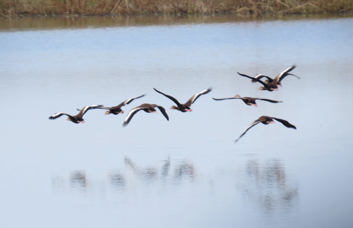 Black-bellied Whistling-Duck - ML644761162