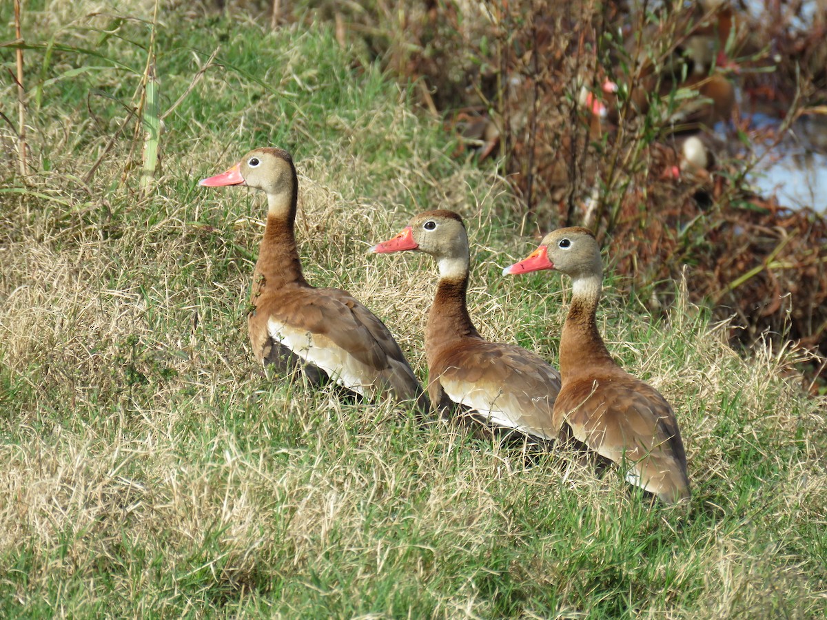 Свистач червонодзьобий - ML644761163