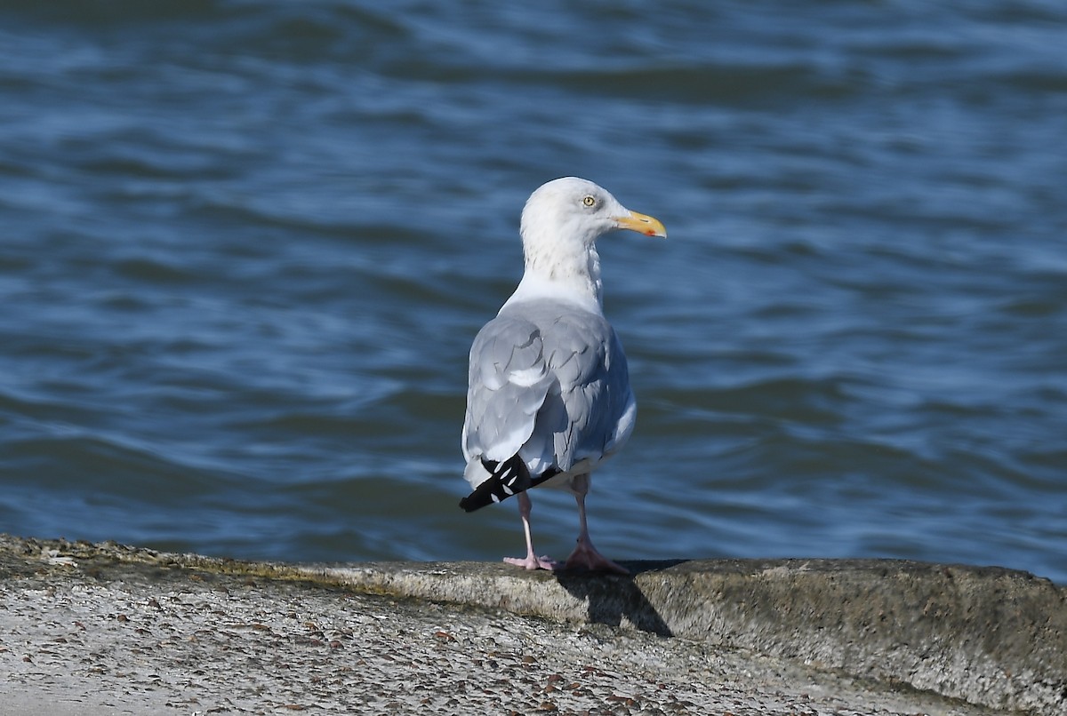 Мартин американський - ML644761166