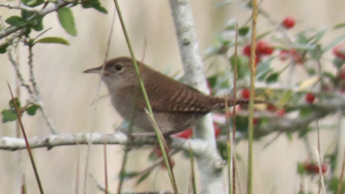 Northern House Wren - ML644761167