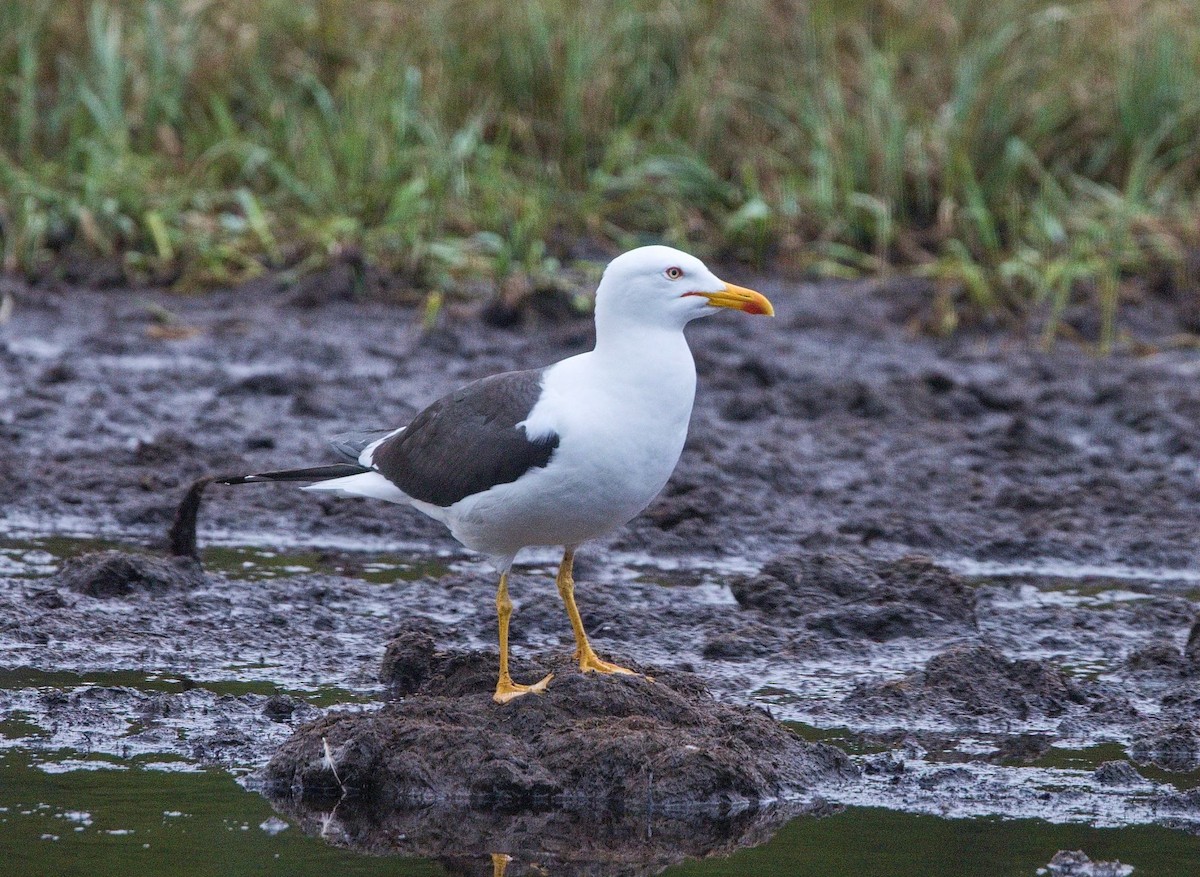 Мартин чорнокрилий - ML644761168