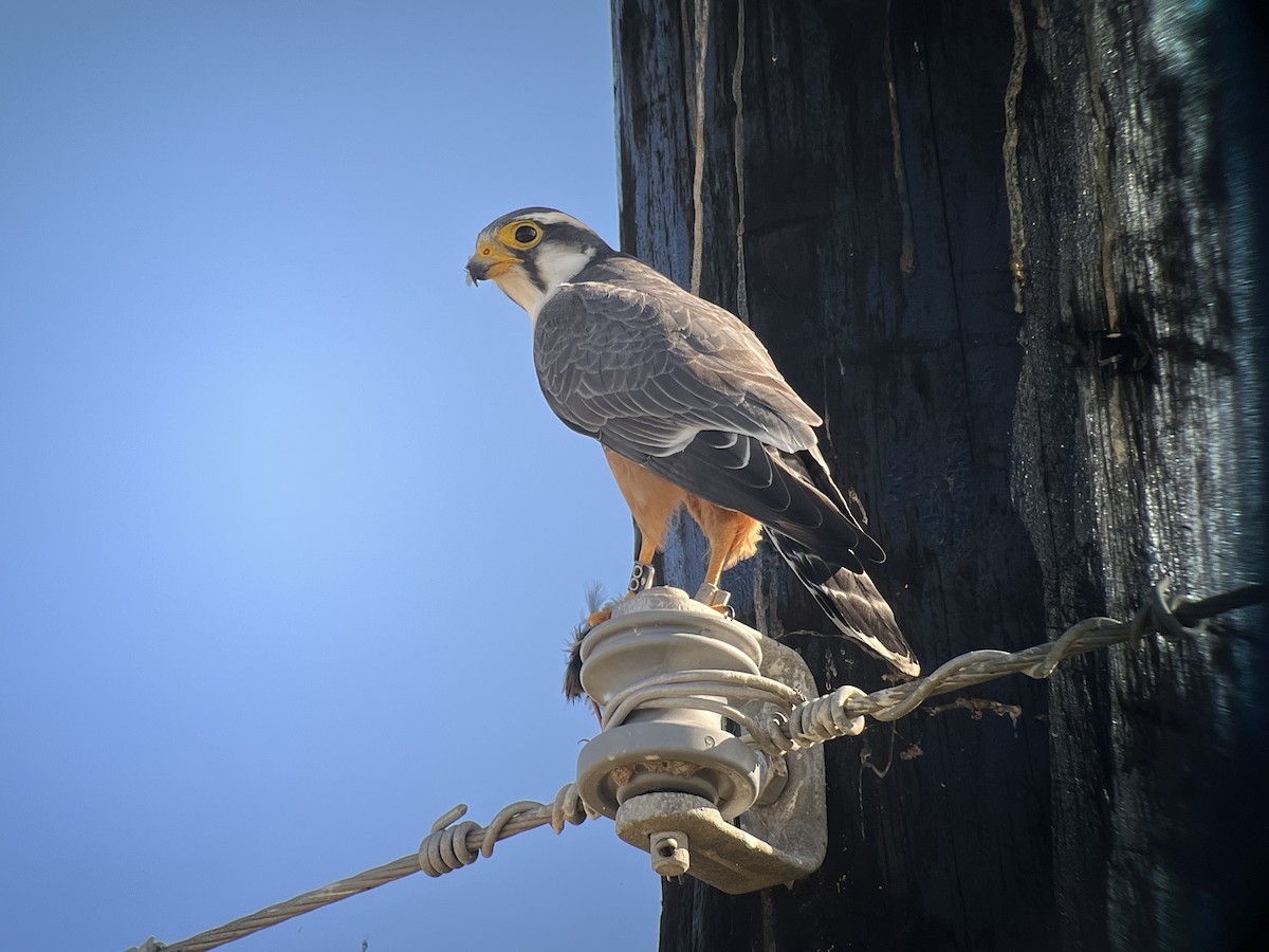 Сокіл мексиканський - ML644761169