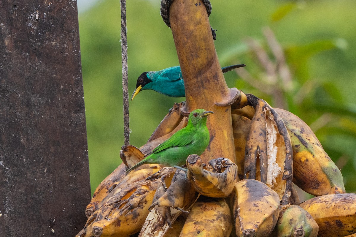 Саї великий - ML644761170
