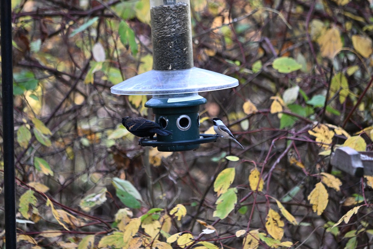 Еполетник червоноплечий - ML644761171