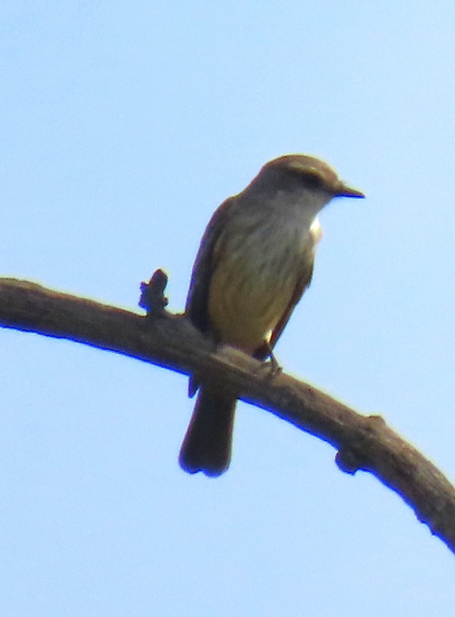 Москверо вогнистий - ML644761172