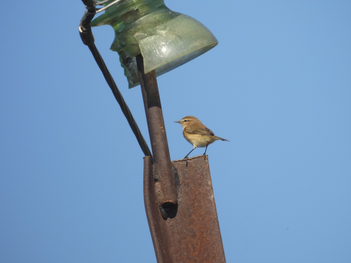Вівчарик світлокрилий - ML644761176