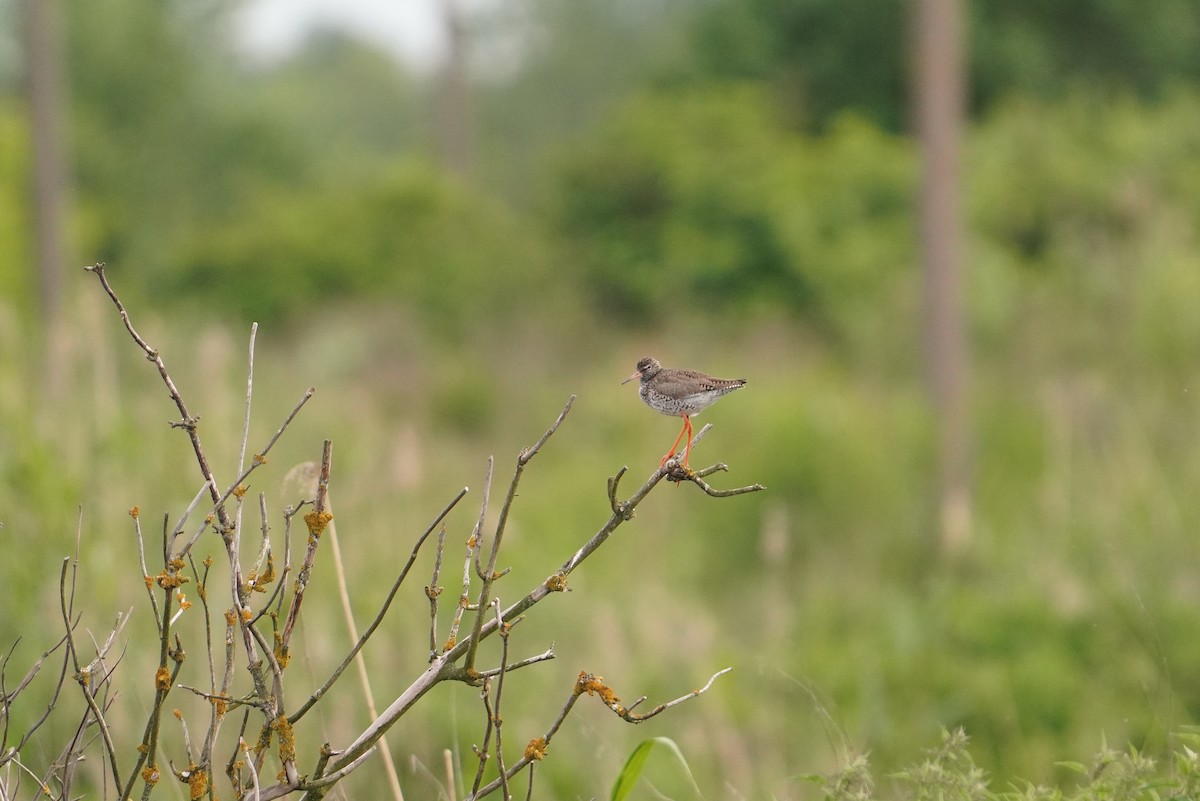 Коловодник звичайний - ML644761177