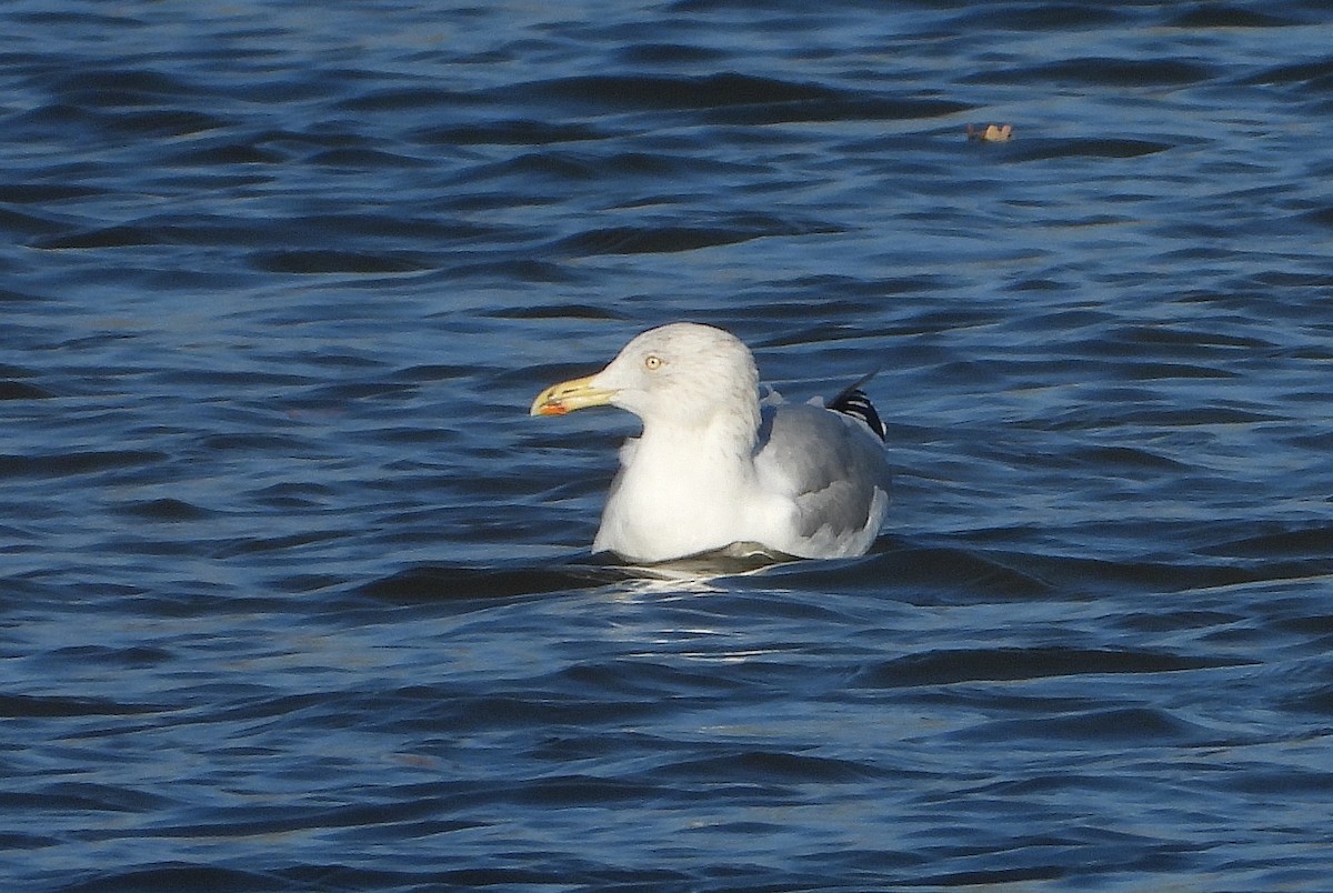 Мартин сріблястий - ML644761178