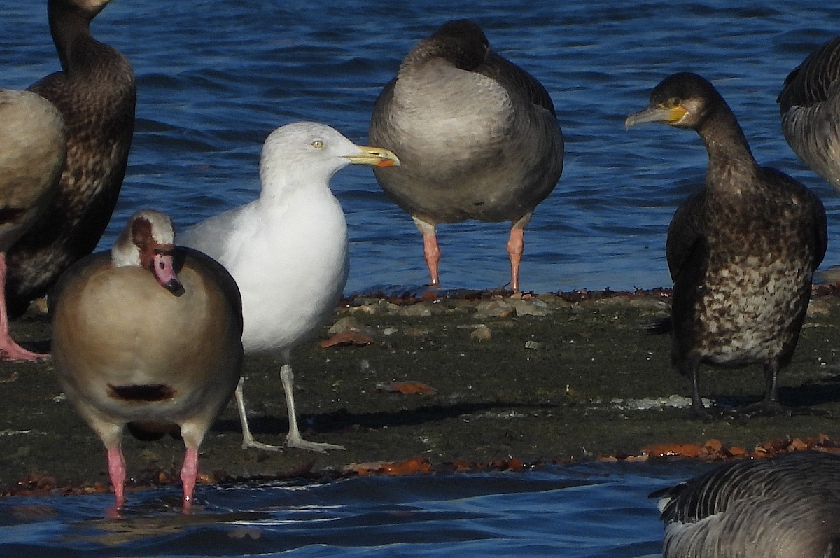 Мартин сріблястий - ML644761179