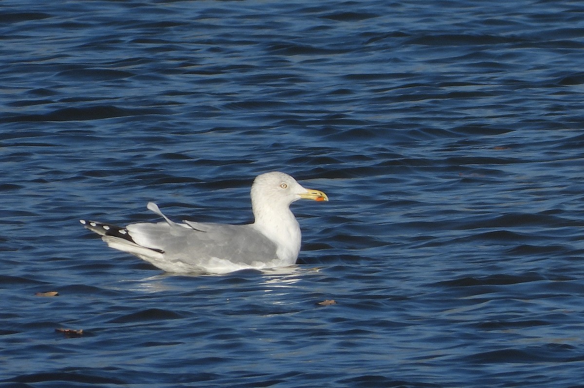 Мартин сріблястий - ML644761180