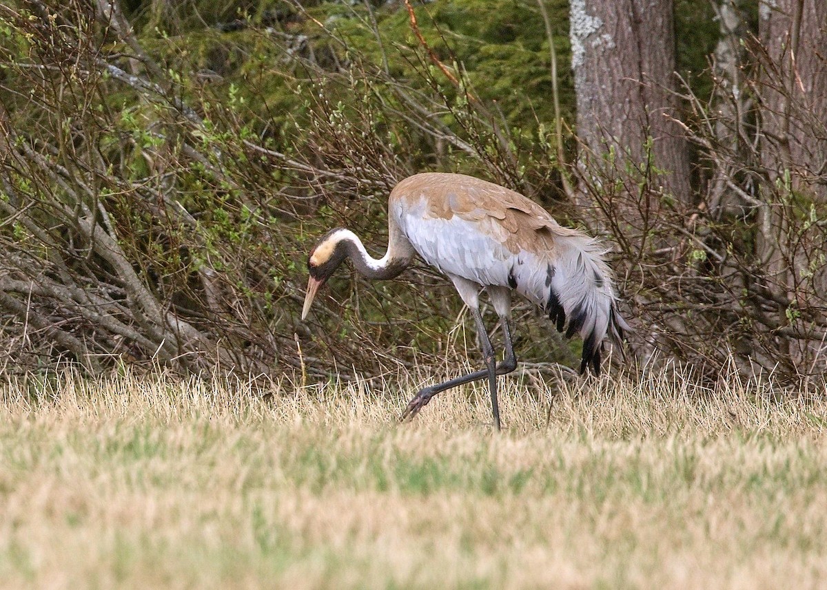 Журавель сірий - ML644761181