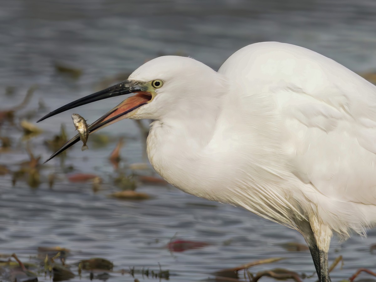 Чепура мала - ML644761182