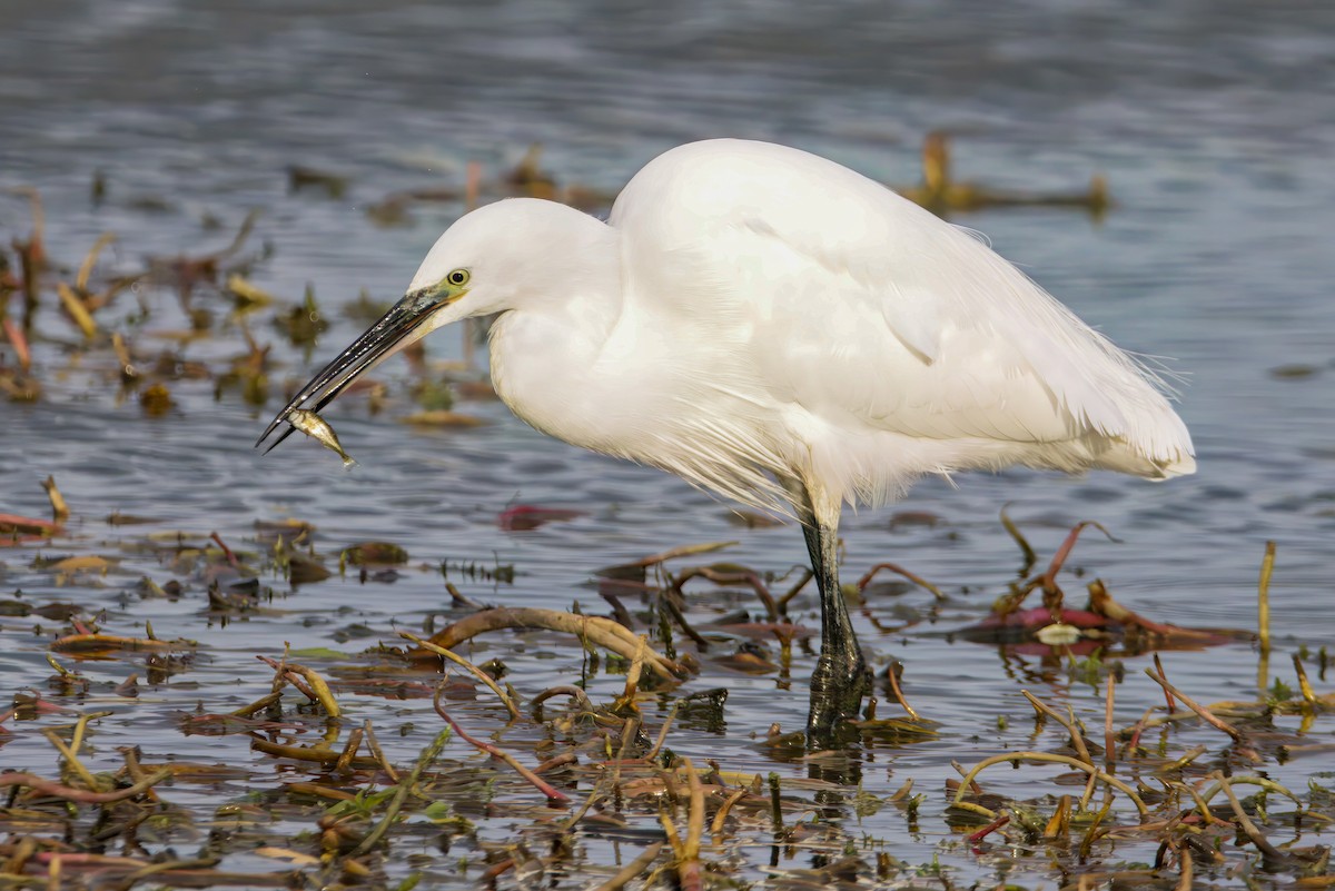 Чепура мала - ML644761183