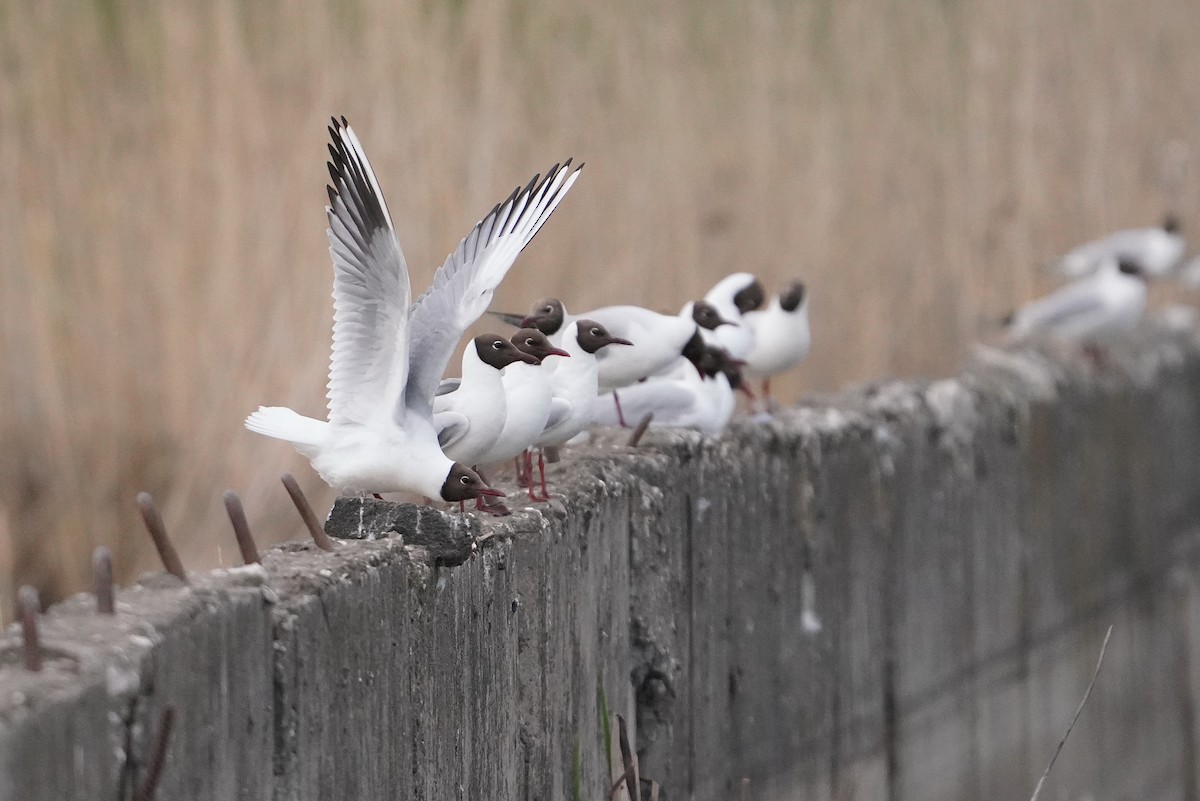 Мартин звичайний - ML644761184