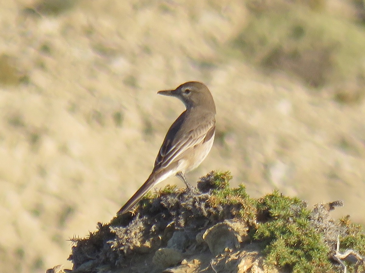 Гохо світлочеревий - ML644761185