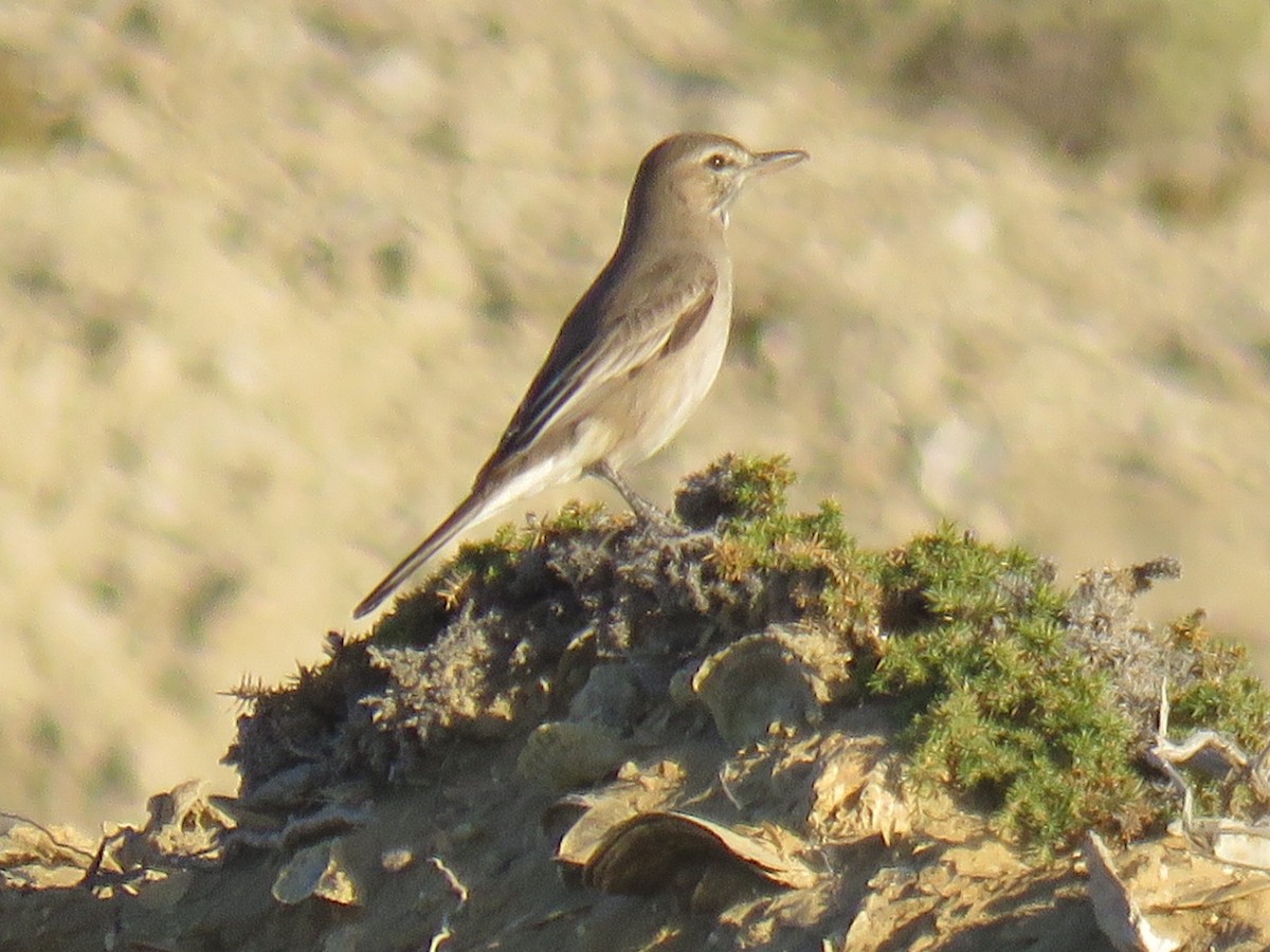 Гохо світлочеревий - ML644761186