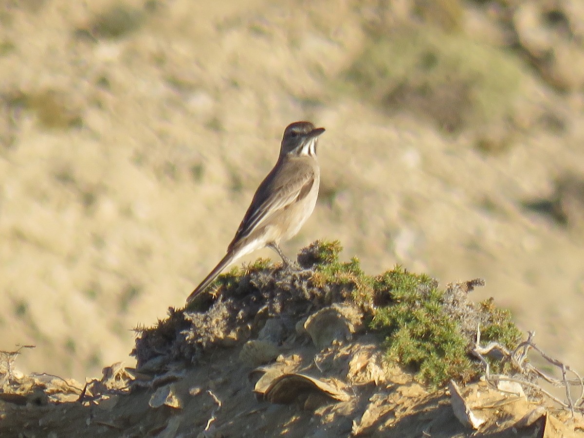 Гохо світлочеревий - ML644761187