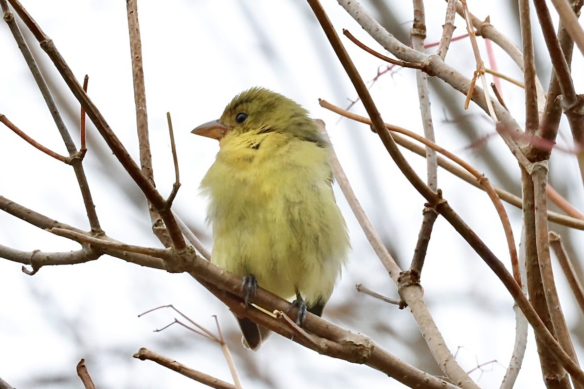 Piranga Escarlata - ML644761188
