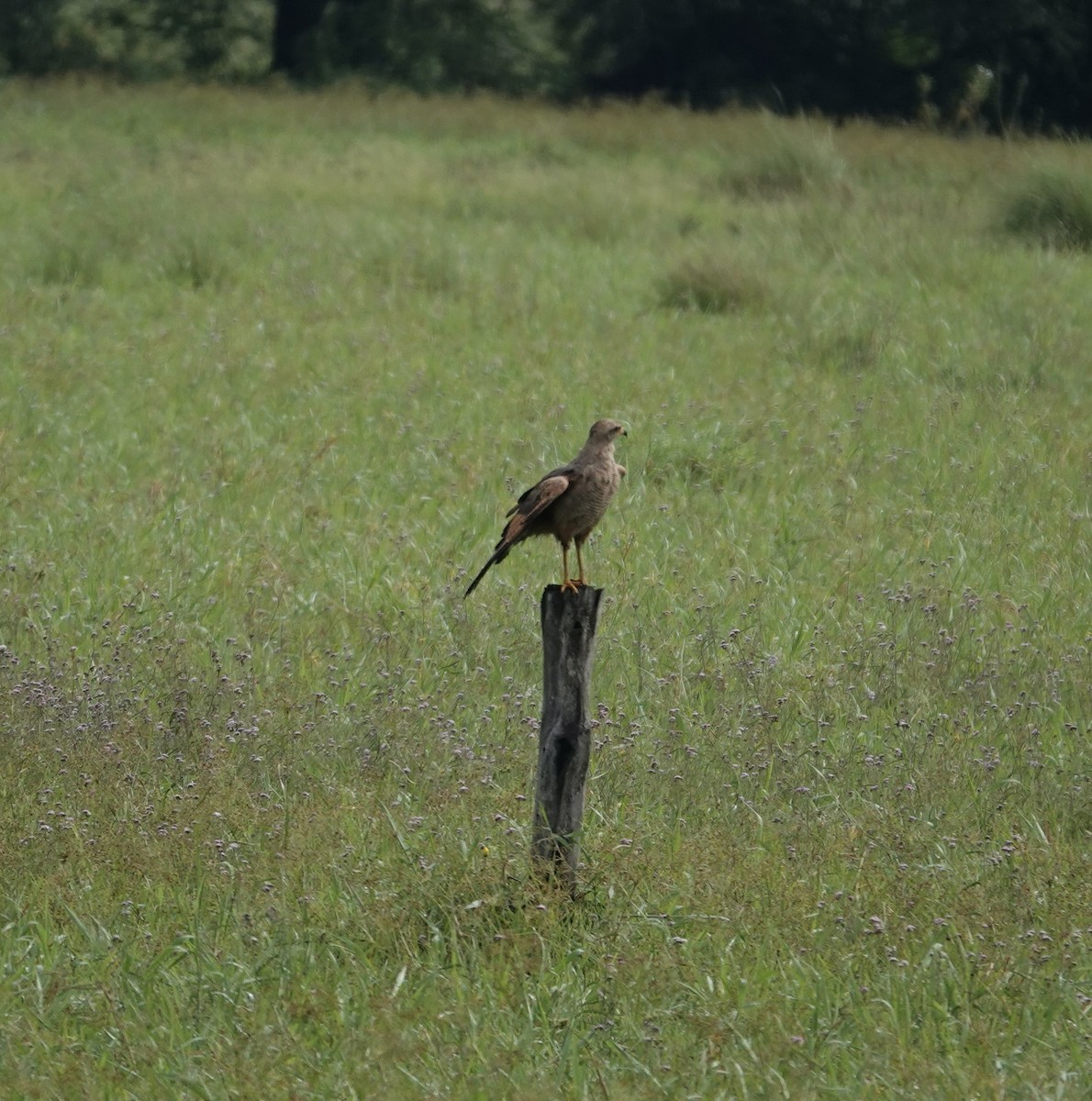 Канюк-крабоїд рудий - ML644761190