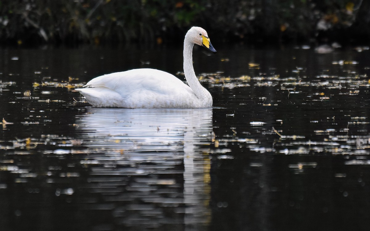 Лебідь-кликун - ML644761191
