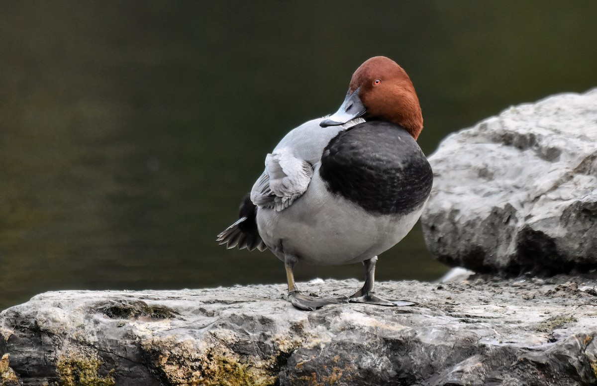 Попелюх звичайний - ML644761196