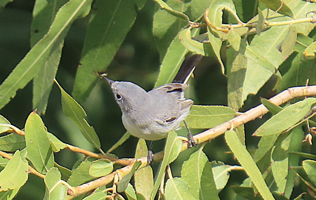 Комароловка сиза - ML644761197