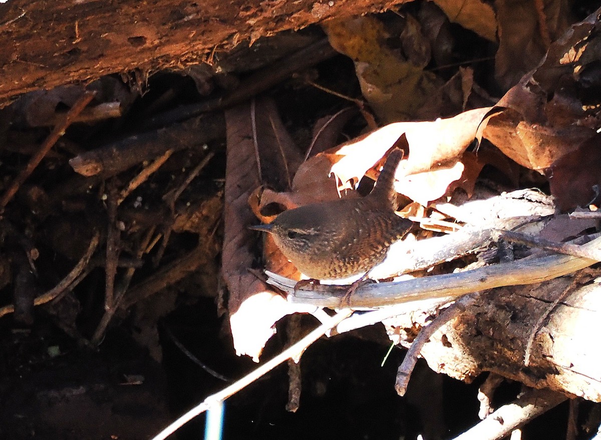 Волоочко канадське - ML644761198