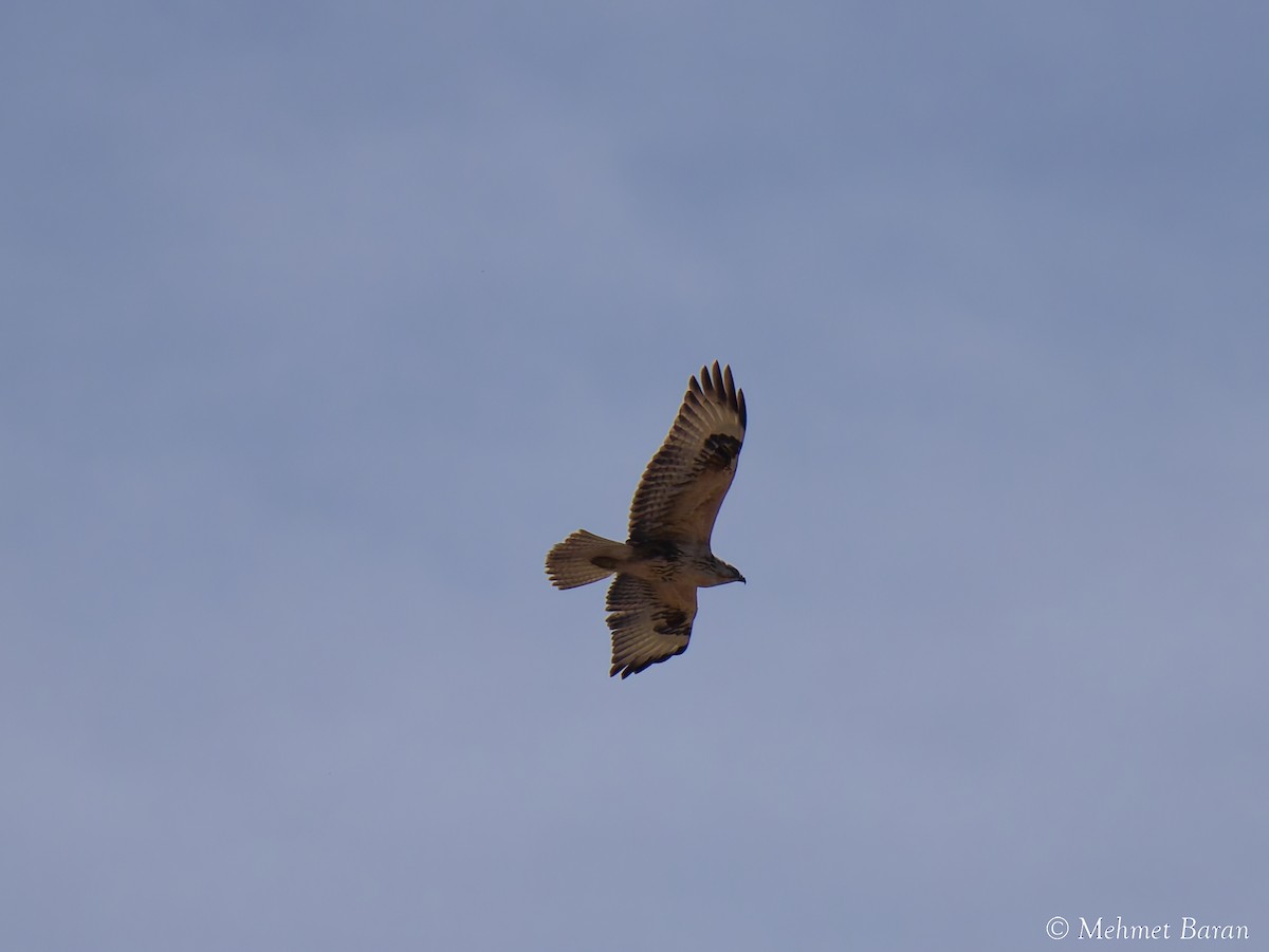 Курганник - ML644761200