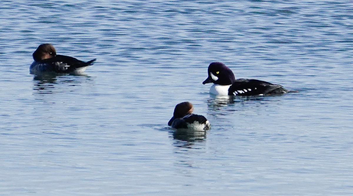 Barrow's Goldeneye - ML644761201