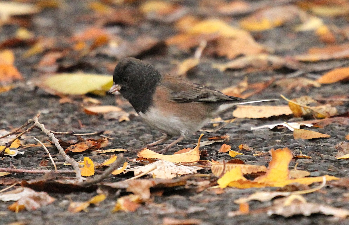 Dark-eyed Junco - ML644761203