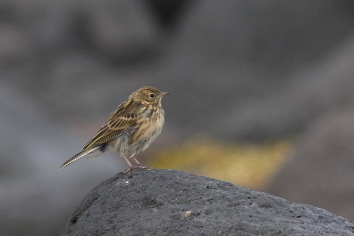 Pispola - ML644761217