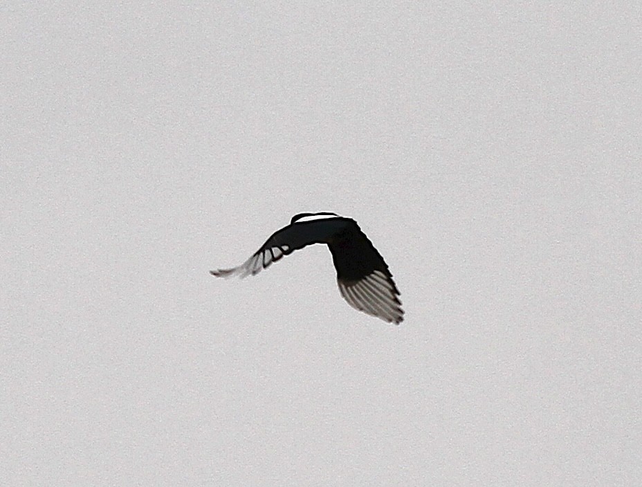 Black-billed Magpie - ML644761218