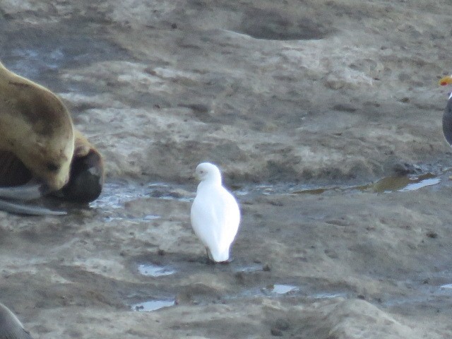Snowy Sheathbill - ML644761221