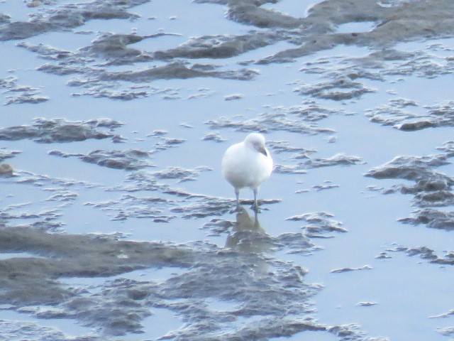 Snowy Sheathbill - ML644761222