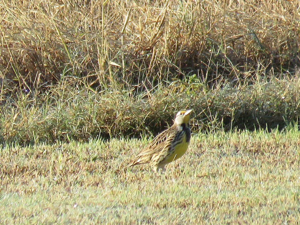 Eastern Meadowlark - ML644761223