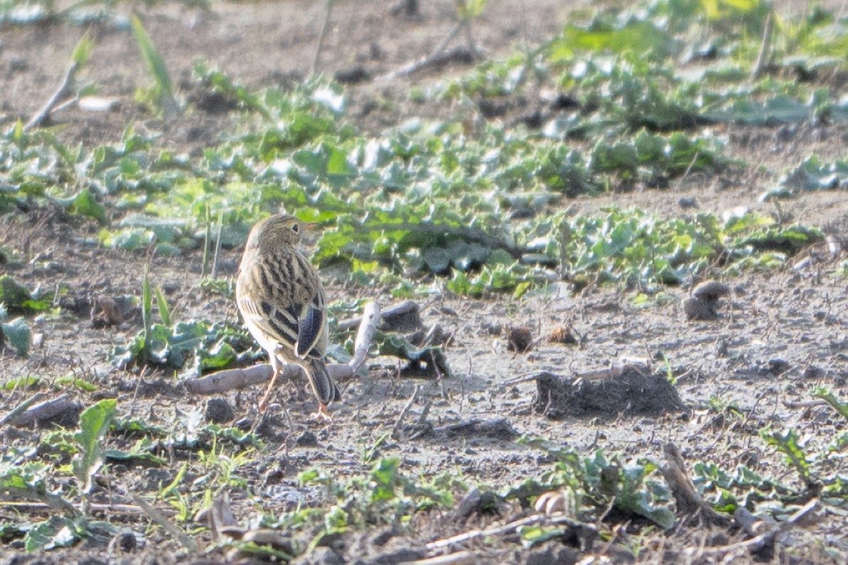 Pispola - ML644761231