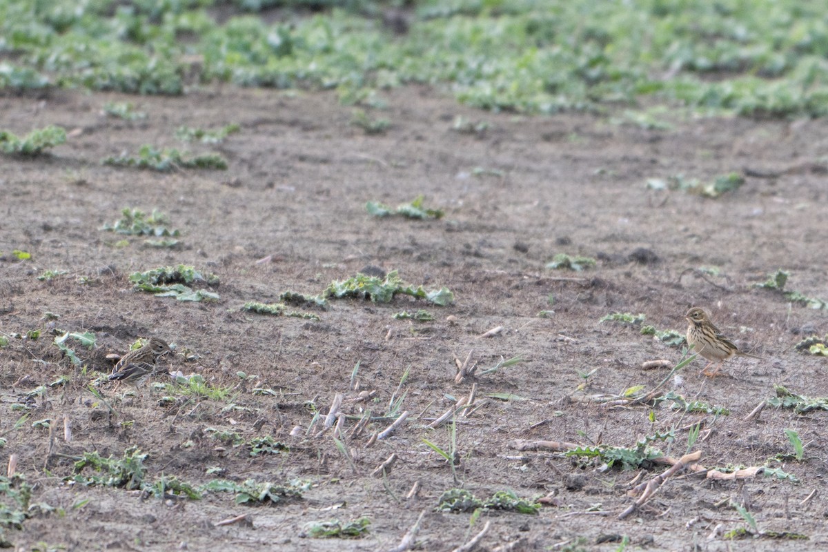 Pispola - ML644761232