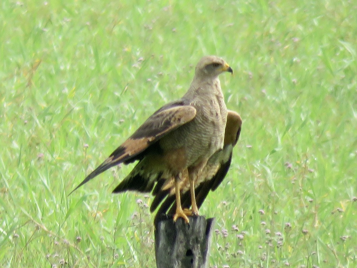 Otlak Şahini - ML644761242